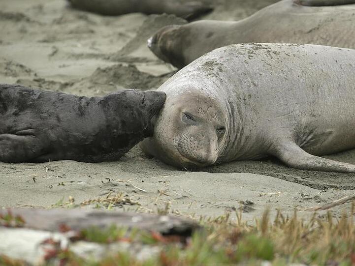 See-Elefanten und ihre Jungtiere liegen am Strand "Drakes Beach". Parkhüter machen den jüngsten "Shutdown" der US-Regierung mit dafür verantwortlich, dass die Tiere sich hier ausbreiteten.