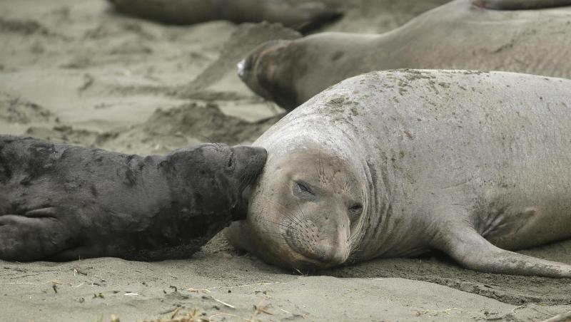 See-Elefanten und ihre Jungtiere liegen am Strand "Drakes Beach". Parkhüter machen den jüngsten "Shutdown" der US-Regierung mit dafür verantwortlich, dass die Tiere sich hier ausbreiteten. See-Elefanten und ihre Jungtiere liegen am Strand "Drakes Beach". Parkhüter machen den jüngsten "Shutdown" der US-Regierung mit dafür verantwortlich, dass die Tiere sich hier ausbreiteten.