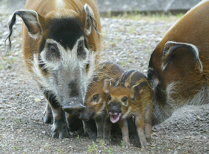 Klar, die gehören natürlich auch zu Thalkirchen: zwei Pinselohrschweine, Mutter und Nachwuchs, aus dem Tierpark Hellabrunn.