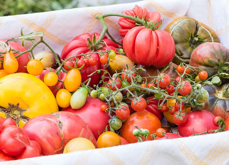 Es gibt bis zu 10.000 unterschiedliche Tomatensorten weltweit: gestreift, gerippt, wilde Tomaten oder Mischformen wie zum Beispiel Paprikatomaten. Sie alle haben ihren eigenen Namen, von "Agro" bis "Zebrino". J&auml;hrlich kommen neue Sorten des Nachtschattengew&auml;chses hinzu, die vor allem von Hobbyg&auml;rtnern mit viel Freude ausprobiert werden.