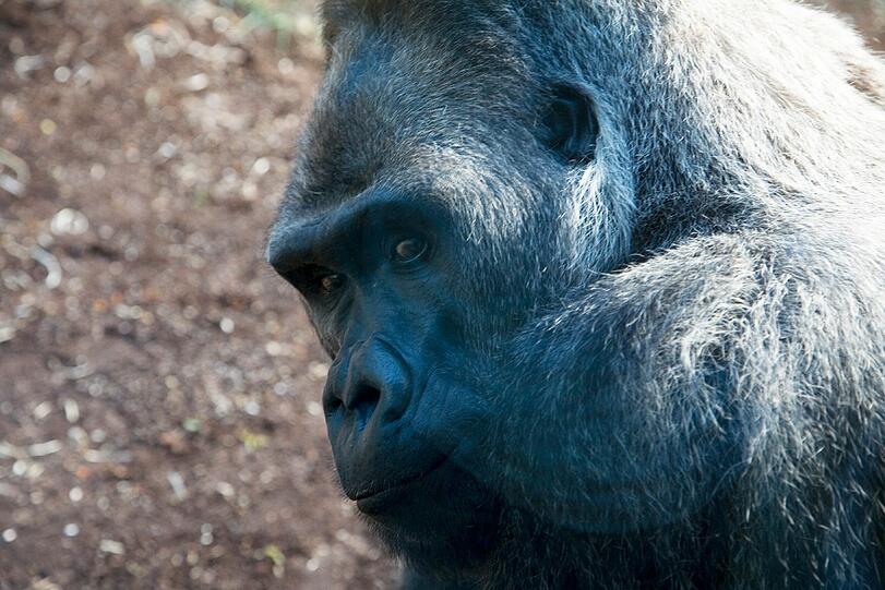 Weitere Bilder aus dem Gorilla-Gehege nach der Taufe.
