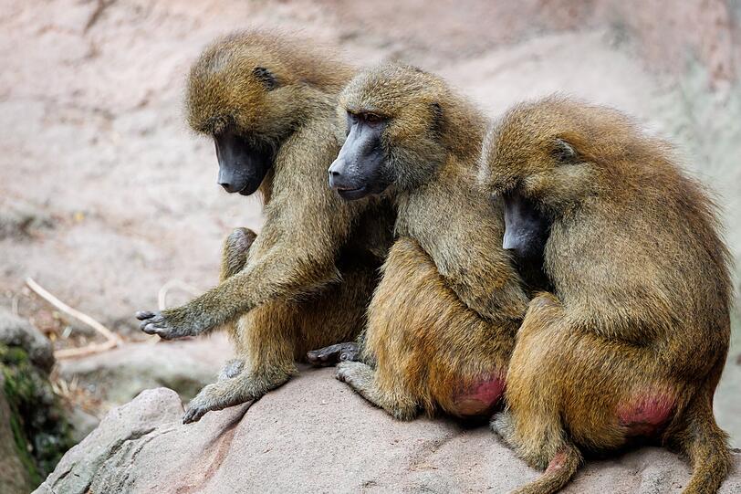 Um die Paviane im Tiergarten N&uuml;rnberg gab es gro&szlig;en Wirbel. (Archivbild)