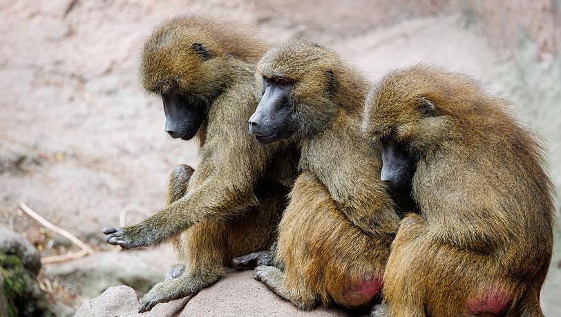 Um die Paviane im Tiergarten N&uuml;rnberg gab es gro&szlig;en Wirbel. (Archivbild)
