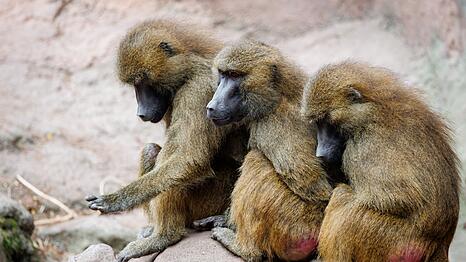 Um die Paviane im Tiergarten N&uuml;rnberg gab es gro&szlig;en Wirbel. (Archivbild)