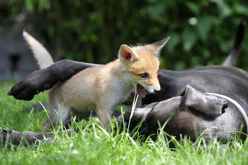 Der suße Fuchs-Welpe Pixi wächst mit Hunden auf.