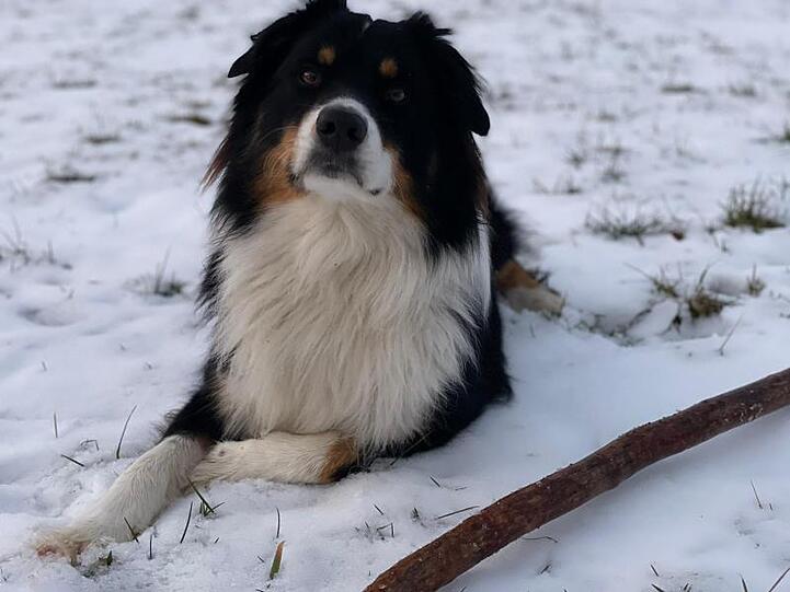 Cooper