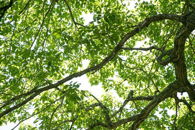 Damit es nicht so weit kommt, ist schon bei der Pflanzung Weitsicht gefragt. Nicht jeder Baum passt in jeden Garten (und zu jedem Gartenbesitzer): Während ein Säulenapfel nur wenig Laub verliert, sorgt ein ausgewachsener Hochstamm für große Mengen. Lassen Sie sich bei der Wahl der Baumart beraten und gehen Sie nicht nur nach Ihren ästhetischen Vorstellungen und dem gewünschten Ertrag. Damit es nicht so weit kommt, ist schon bei der Pflanzung Weitsicht gefragt. Nicht jeder Baum passt in jeden Garten (und zu jedem Gartenbesitzer): Während ein Säulenapfel nur wenig Laub verliert, sorgt ein ausgewachsener Hochstamm für große Mengen. Lassen Sie sich bei der Wahl der Baumart beraten und gehen Sie nicht nur nach Ihren ästhetischen Vorstellungen und dem gewünschten Ertrag.