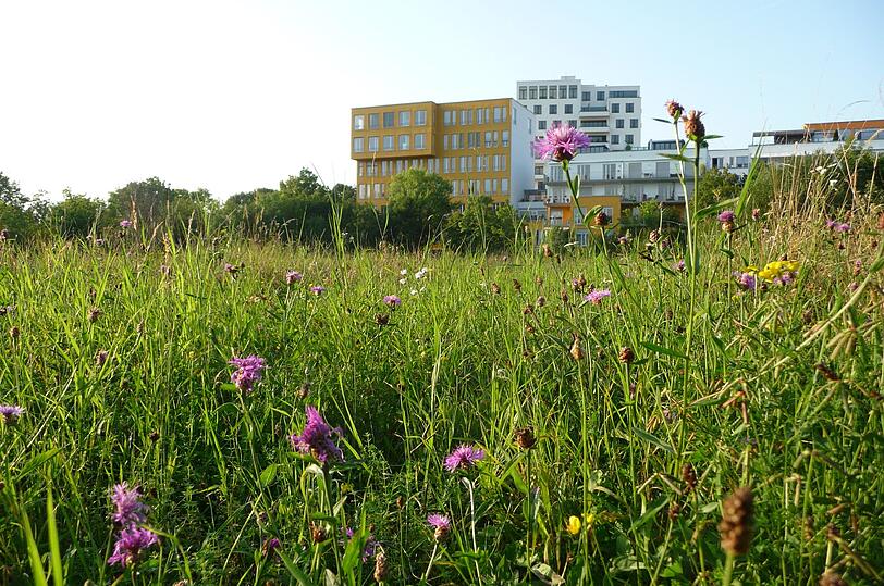 Eine Naturoase mitten in der Stadt: das Biotop am Ackermannbogen.