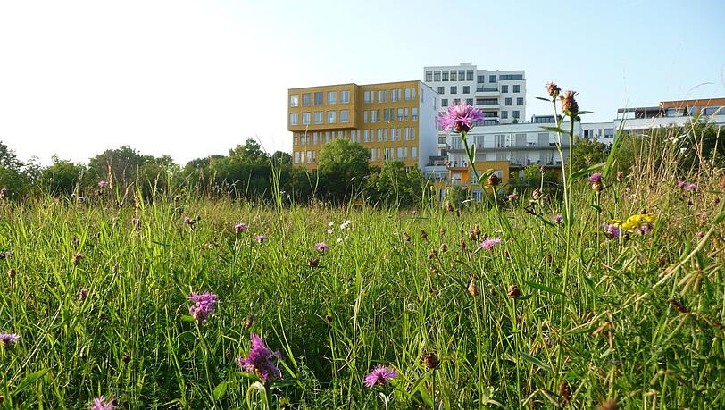 Eine Naturoase mitten in der Stadt: das Biotop am Ackermannbogen. Eine Naturoase mitten in der Stadt: das Biotop am Ackermannbogen.
