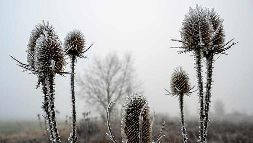 An manchen Orten könnten auch Frostschäden an Pflanzen drohen. (Symbolbild) An manchen Orten könnten auch Frostschäden an Pflanzen drohen. (Symbolbild)