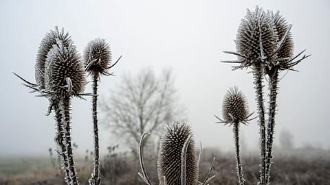 An manchen Orten k&ouml;nnten auch Frostsch&auml;den an Pflanzen drohen. (Symbolbild)