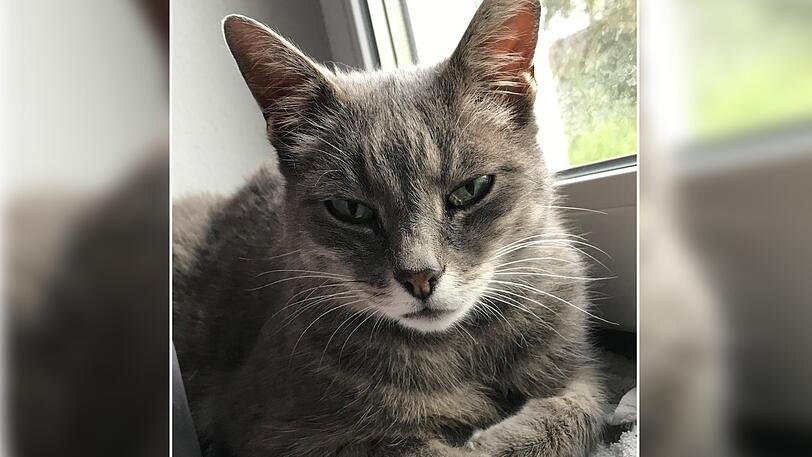 Katzendame Nanu ist nach sechs Jahren wieder zu Hause.