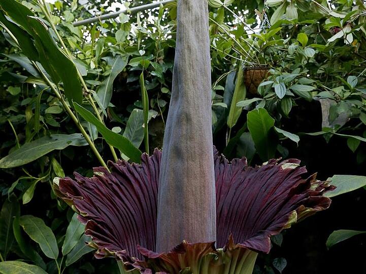 Eine Titanwurz öffnet im Ökologisch-Botanischen Garten der Universität Bayreuth ihre Blüte. Foto: Peter Kolb