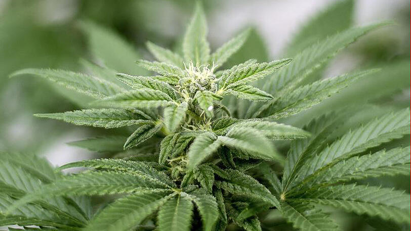 Der Eigenanbau von Cannabis und seine Verwendung als Rauschgift bleibt verboten.