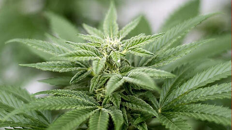 Der Eigenanbau von Cannabis und seine Verwendung als Rauschgift bleibt verboten.