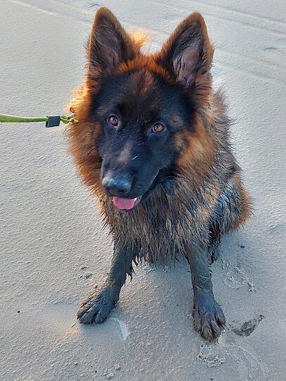 Unser Hund Perri hat viel Freude und noch mehr Bewegung in unser Leben gebracht, und den Schlammlöchern am Strand von Langeoog konnte er einfach nicht widerstehen.