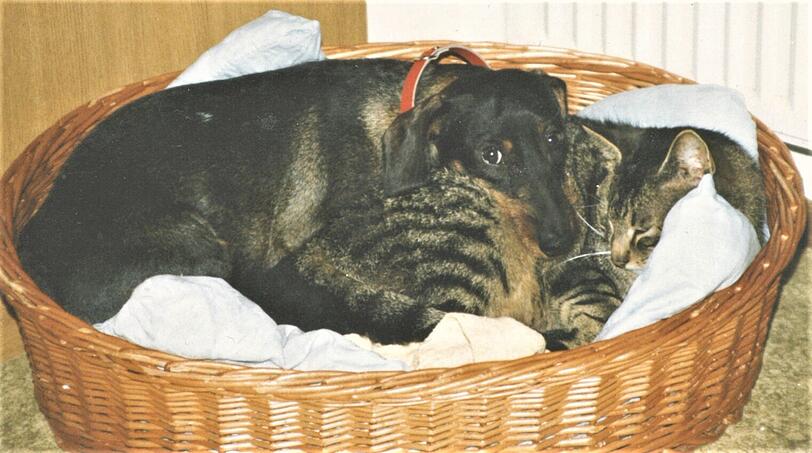 Dackel Flori und Katze Mietze