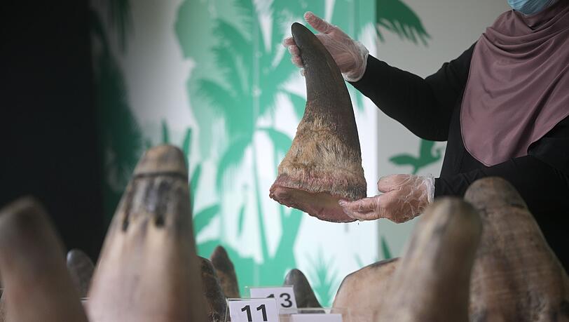 Die Hörner von Nashörnern sind heiß begehrt - vor allem in Asien.