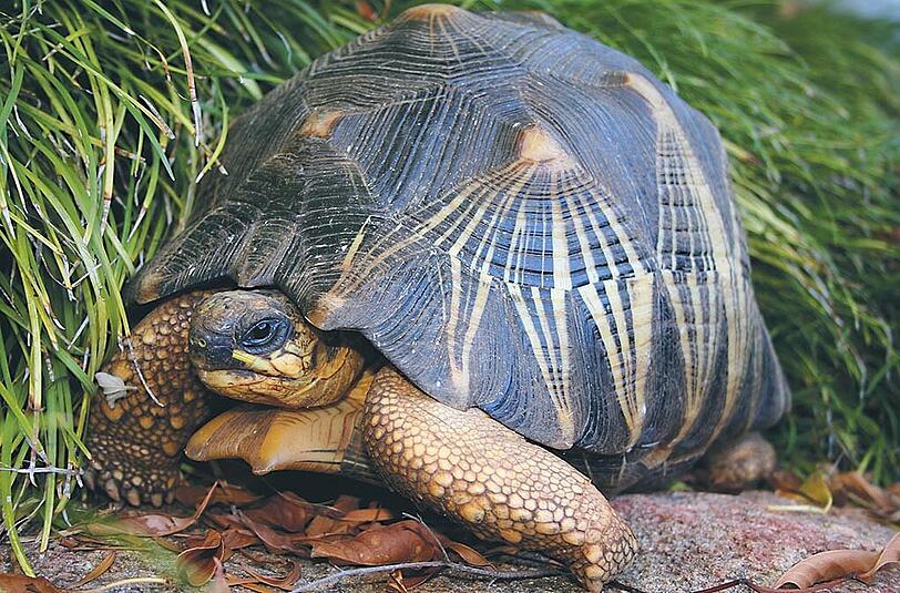 Im Zoo von Sydney wurde eine Strahlenschildkröte gestohlen.