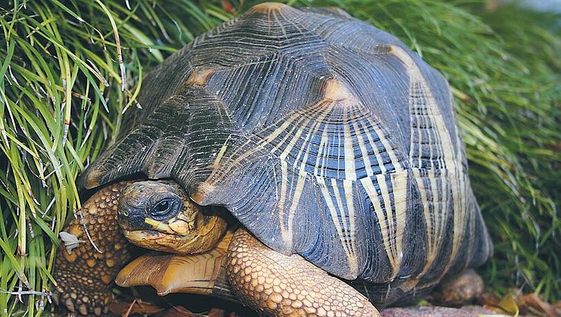 Im Zoo von Sydney wurde eine Strahlenschildkröte gestohlen. Im Zoo von Sydney wurde eine Strahlenschildkröte gestohlen.
