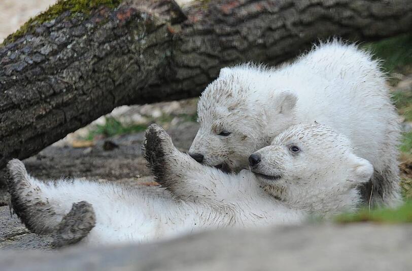 Sehen Sie hier weitere Bilder der süßen Eisbärenzwillinge aus dem Tierpark Hellabrunn.