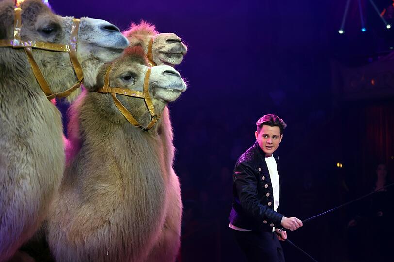 Alexis Lacey-Krone, Sohn von Martin Lacey und Jana Mandana Lacey-Krone, pr&auml;sentiert erstmals wei&szlig;e Kamele in der Manege.