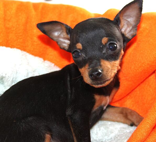 Chihuahua-Mädchen "Püppi", das einzige Weibchen.