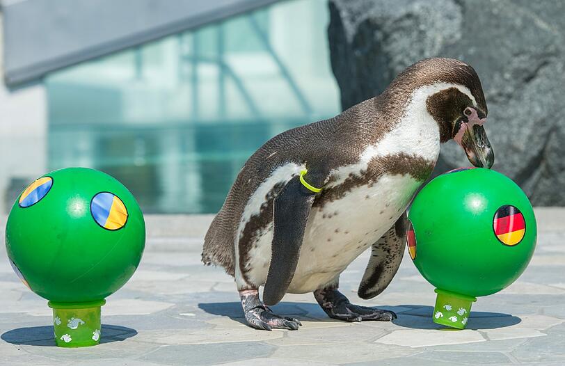 Auch Humboldt-Pinguin Flocke vom Spreewelten-Bad in Lübbenau (Brandenburg) liegt beim ersten Tipp richtig: Ohne zu zögern, stupst er den Gummiball mit der Deutschland-Flagge vom Plastikbecher.