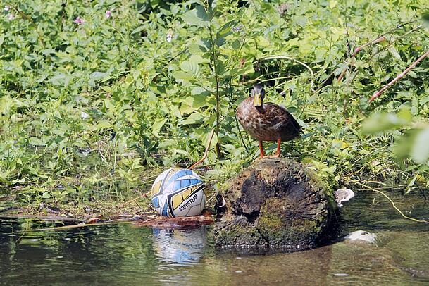 Viel zu sehen gibt es an der Würm, wie dieses Stillleben mit Baumstumpf, Ente und Ball. Drumherum flattern Libellen und Schmetterlinge. Viel zu sehen gibt es an der Würm, wie dieses Stillleben mit Baumstumpf, Ente und Ball. Drumherum flattern Libellen und Schmetterlinge.