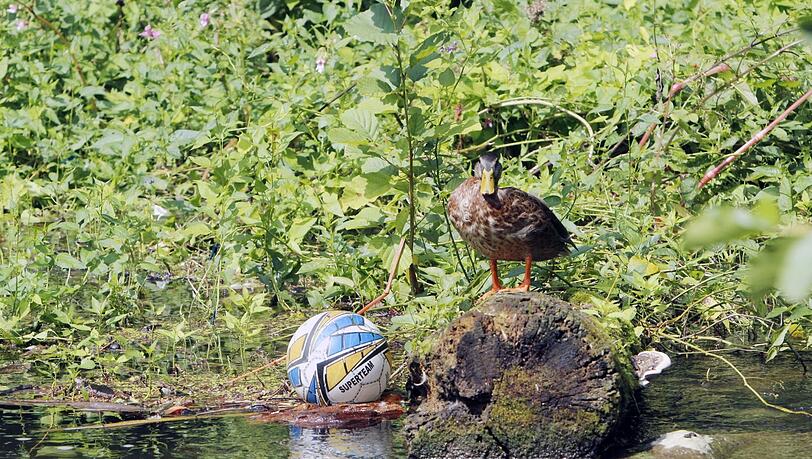 Viel zu sehen gibt es an der Würm, wie dieses Stillleben mit Baumstumpf, Ente und Ball. Drumherum flattern Libellen und Schmetterlinge. Viel zu sehen gibt es an der Würm, wie dieses Stillleben mit Baumstumpf, Ente und Ball. Drumherum flattern Libellen und Schmetterlinge.
