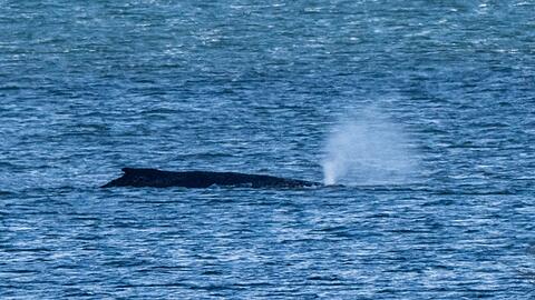 Der Buckelwal lag zuletzt vor der Insel Poel. (Archivbild)