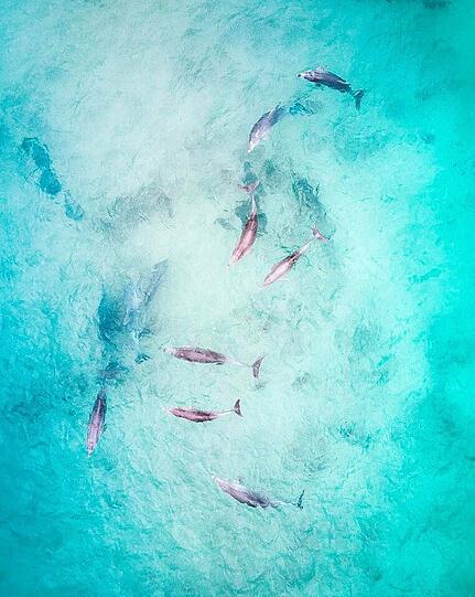 Nicht mit Delfinen schwimmen, sondern über ihnen schweben: Das Foto zeigt die Tiere bei der Kleinstadt Carrickalinga.