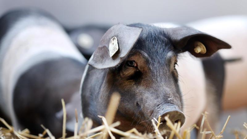 Bessere und tiergerechte Haltungsbedingungen müssen nicht teuer sein, errechnete eine Expertenkommission. Bessere und tiergerechte Haltungsbedingungen müssen nicht teuer sein, errechnete eine Expertenkommission.