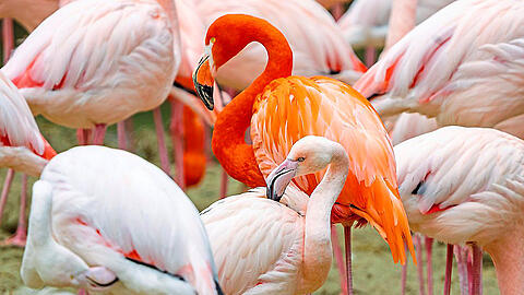 Der "International Flamingo Day" wird jährlich am 26. April begangen.