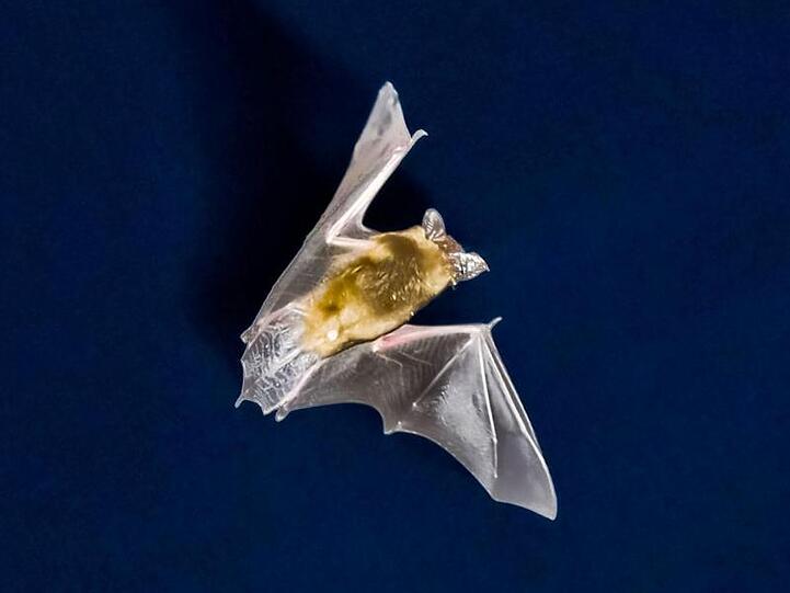 Eine Fledermaus fliegt vor dem nächtlichen Himmel und sucht nach Insekten. Foto: Frank Rumpenhorst/dpa/Symbolbild