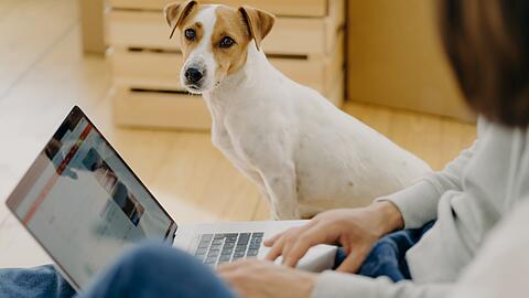 Immer an der Seite seines Menschen: der Hund.