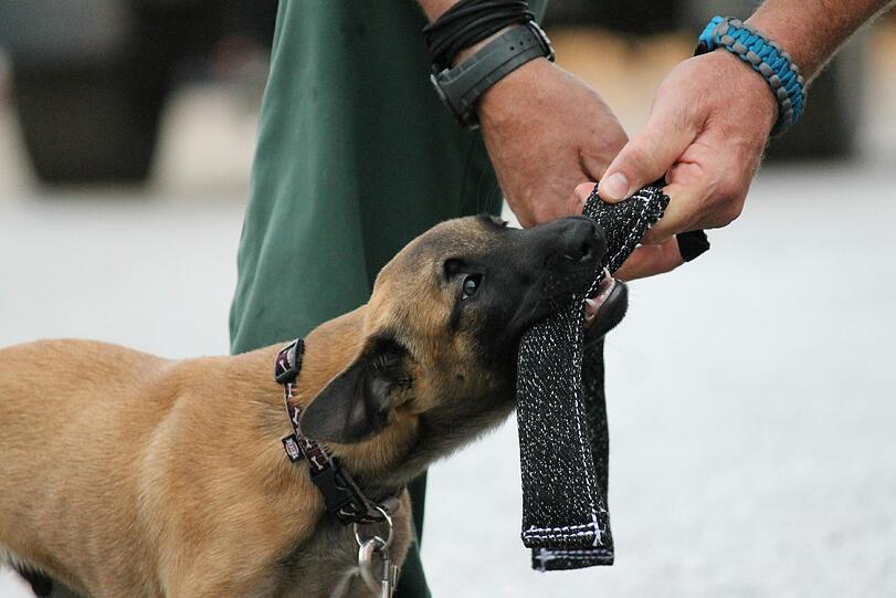 Neu in der Ausbildung: Der angehende Polizeihund "Hombre".