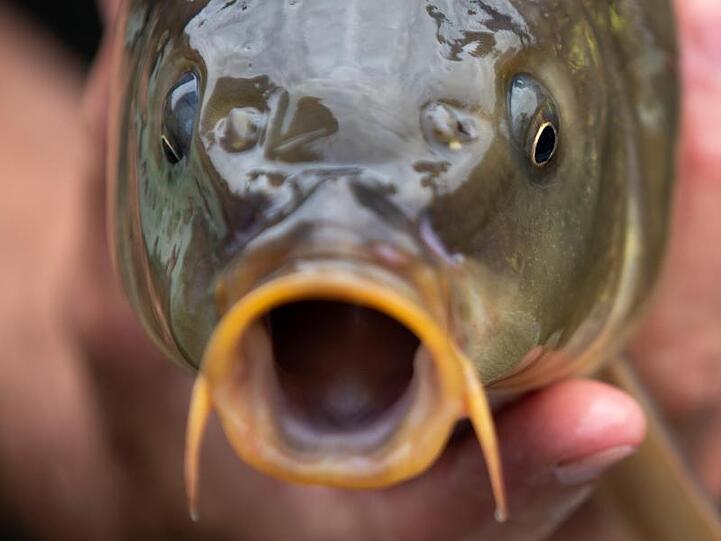 Ein Fischzuchtmeister hält einen Karpfen in den Händen. Foto: Daniel Karmann