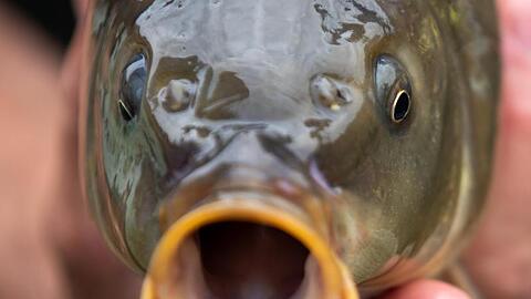 Ein Fischzuchtmeister hält einen Karpfen in den Händen. Foto: Daniel Karmann