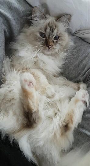 Hazel