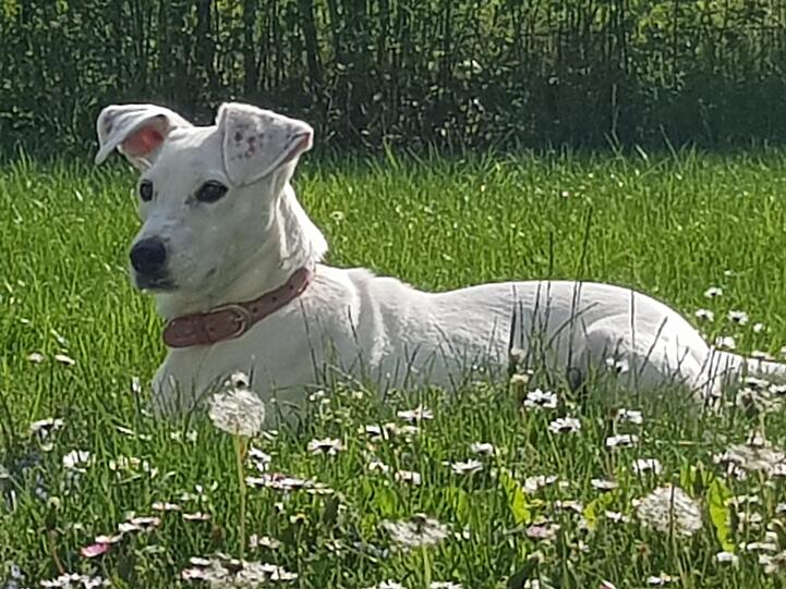 Lotti