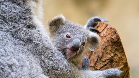 Der Duisburger Zoo ist bekannt für seine Koala-Haltung.