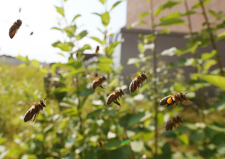 Summ summ summ! Das Dach des Gasteigs bevölkern 100.000 Bienen.