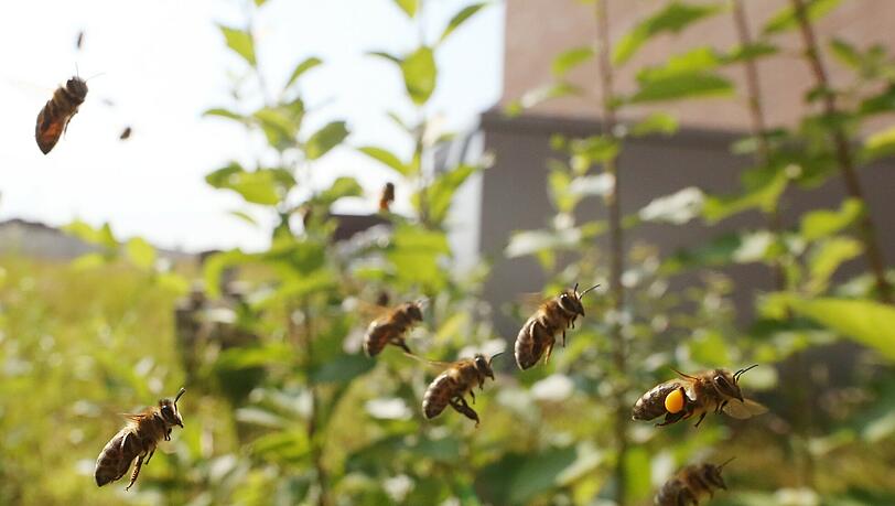 Summ summ summ! Das Dach des Gasteigs bevölkern 100.000 Bienen. Summ summ summ! Das Dach des Gasteigs bevölkern 100.000 Bienen.