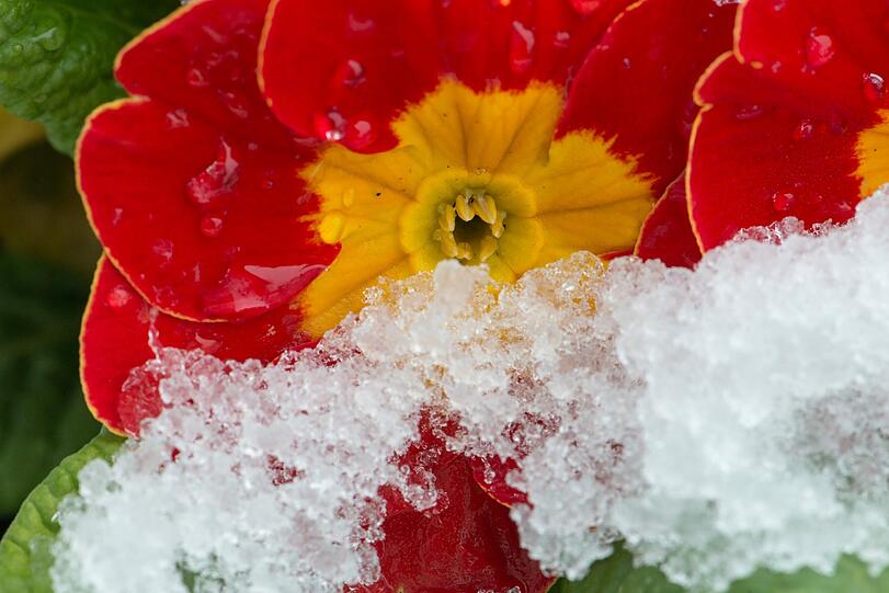 Schnee im Frühling: In Bayern ist der Winter wieder da. Die Bilder...