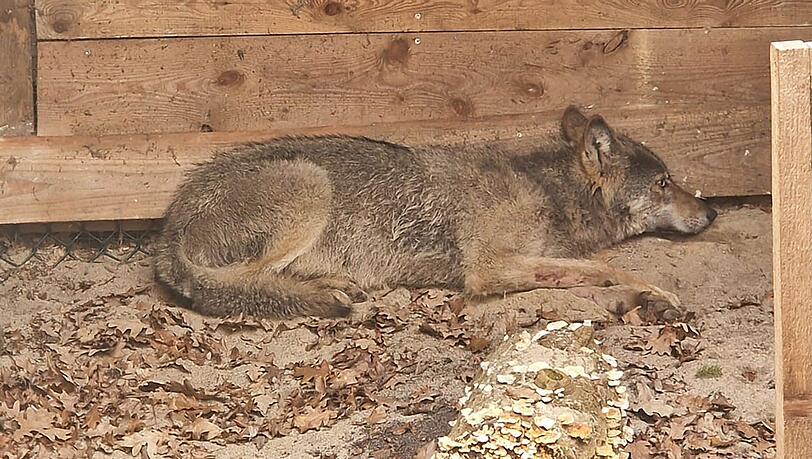 Die Wildtierauffangstation bei Sachsenhagen hat den Wolf aus Hamburg aufgenommen. (Handout)