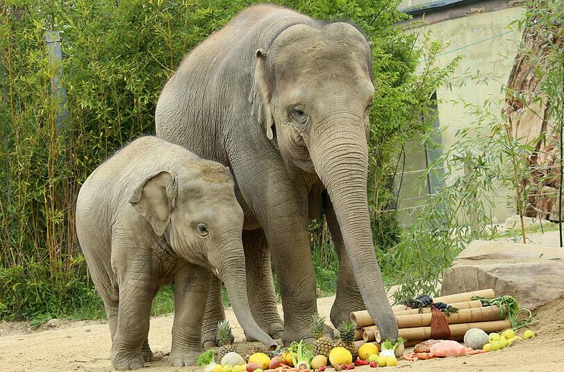 ...ein riesiges Obst-Büffet, das er hier mit seiner Mama Temi anschließend verputzt. Sehen Sie hier die Bilder von Ludwigs Geburtstag...