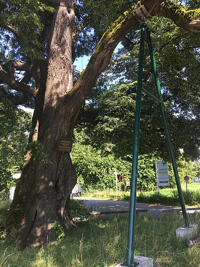 Münchens ältester Baum, die Röth-Linde.