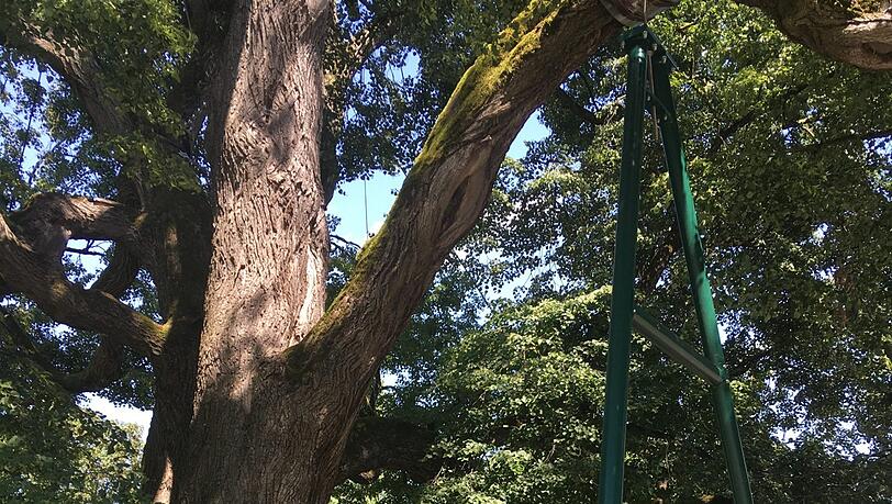 Münchens ältester Baum, die Röth-Linde. Münchens ältester Baum, die Röth-Linde.