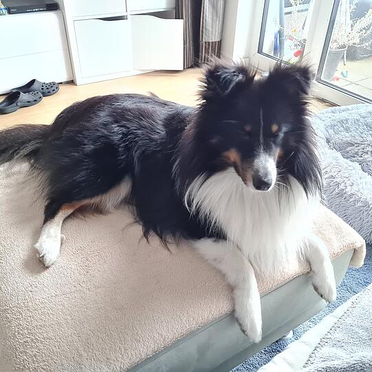 Rocky ist sehr klug, lernbegierig und empathisch. Er hat das Talent, dass er rechts von links unterscheiden kann und uns Trost spendet, wenn es am dringendsten gebraucht wird. Das ist in der Psychotherapie sehr hilfreich. Er ist mein best Buddy.